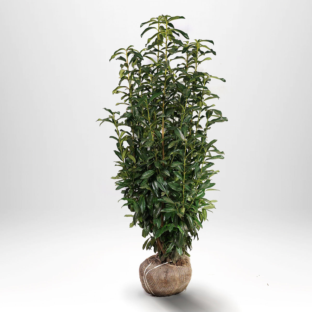 Laurel Genolia RB - Prunus laurocerasus - Rotklump